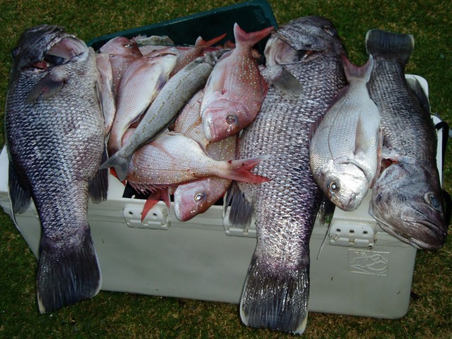 Todays catch all before 11:30